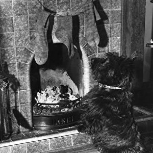 Scottie dog guards the chimney on Christmas Eve. Lets hope he ll allow Santa