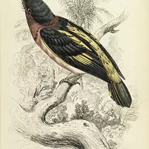 Broadbills Related Images