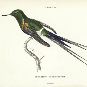 Black Bellied Thorntail