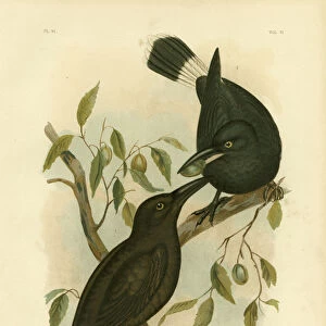 Black Magpie Or Black Currawong, 1891 (colour litho)