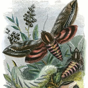 The Butterfly Vivarium