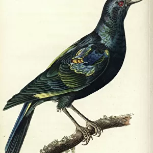 Cape Starling