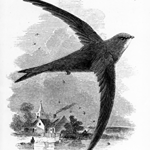 The Common Swift, illustration from A History of British Birds by William Yarrell