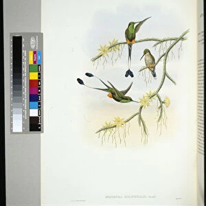 Ecuador Racket-tail (spathura solstitialis) (hand-coloured litho)