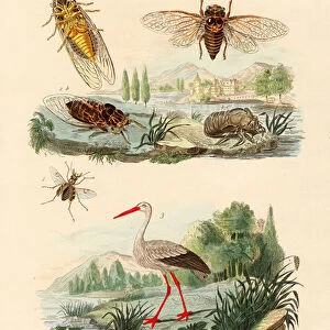 Firefly, 1833-39 (coloured engraving)
