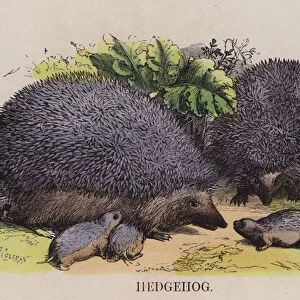 Hedgehog (coloured engraving)