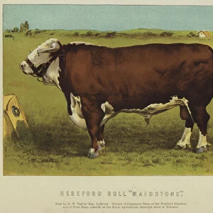 Hereford Bull "Maidstone"(colour litho)