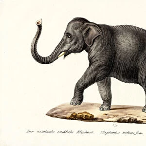 Indian Elephant, 1824 (colour litho)