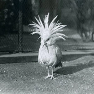 A Kagu or Cagu displaying its crest feathers at London Zoo, June 1921 (b / w photo)