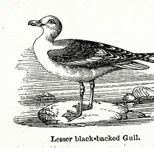 Lesser Black Backed Gull