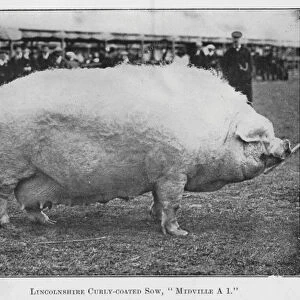 Lincolnshire Curly-coated Sow, Midville A 1 (b / w photo)