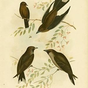 Little Wood Swallow, 1891 (colour litho)