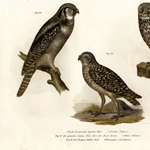 Northern Hawk Owl, 1864 (colour litho)