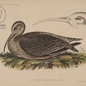 Bristle Thighed Curlew