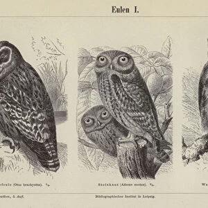 Owls (engraving)