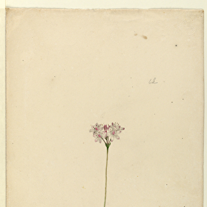 Page 63. Burchardia umbellata, c. 1803-06 (w / c, pen, ink and pencil)