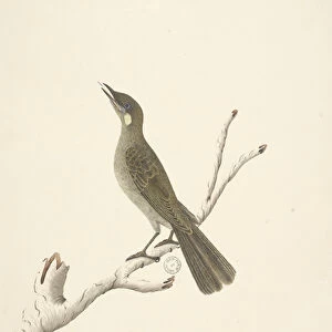 Page 68. Natural size, August Lewin Honeyeater Meliphaga Lewinii, 1791-92 (w / c)