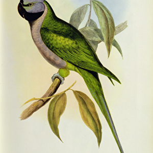 Parakeet: Palaeornis Derbianus, c. 1850