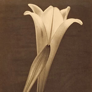 Platinum Print of Lily by Tina Modotti, 1925 (platinum print)