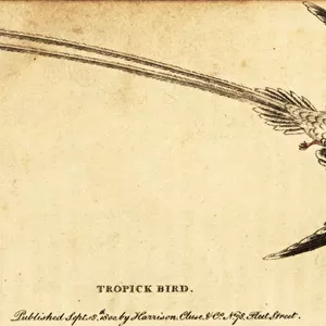 Red-billed tropicbird, Phaethon aethereus. 1800 (engraving)