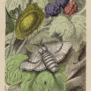 Silkworm (coloured engraving)