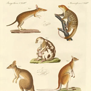 Strange marsupials (coloured engraving)