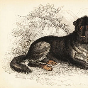 Tibetan mastiff, Canis lupus familiaris (Mastiff of Tibet, Canis urcani)