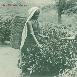 Two women picking tea, Ceylon (b / w photo)