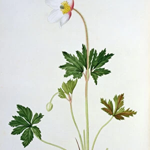 Wood Anemone from Phytographie Medicale by Joseph Roques (1772-1850)