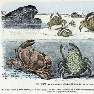 Zoological board; crustace decapode marine, crab (cake, araignee, etrille, menade) (Zoological plate: crabs) Engraving from "L'homme et la nature" by Rengade, 1887 Collection privee A