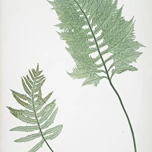 A. Polypodium vulgare cambricum. B. P. vulgare crenatum. The common polypody, Bradbury