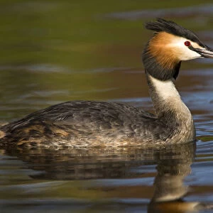 Adult Great Crested Grebe swimming, Podiceps cristatus