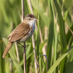 Adult Paddyfield Warbler on a reed - infested by thousand of mosquitoes, Acrocephalus agricola, Turkey