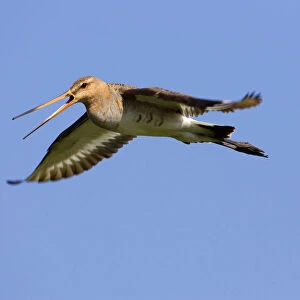 Black-tailed Godwit flying, Limosa limosa
