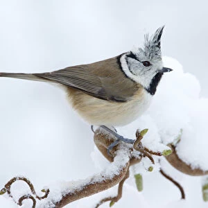 Crested Tit in snow on a curl hazel, Netherlands
