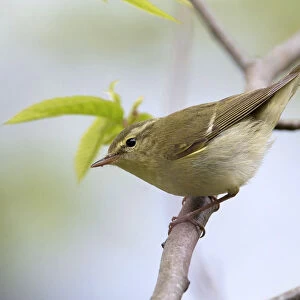 Green Warbler perched on a branch, Phylloscopus nitidus, Turkey