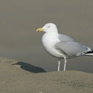 Herring Gull perched on beach