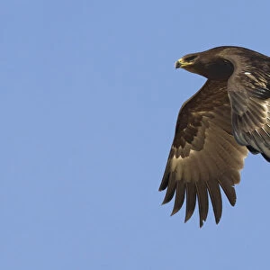 Immature Greater Spotted eagle in flight, Oman