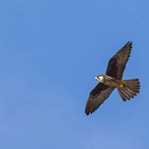 Light morph female Eleonora's Falcon flying over Sal"® cliffs near Raba, Morocco, Falco eleonorae