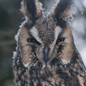 Long-eared Owl close-up, Asio otus, The Netherlands