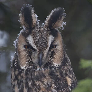 Long-eared Owl perched on branch, Asio otus, The Netherlands