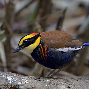Male Malayan Banded Pitta perched on forest floor, Hydrornis irena