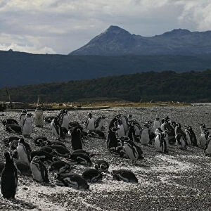 Spheniscus magellanicus, Magellanic Penguin colony