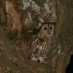 Tawny Owl perched in tree, Strix aluco