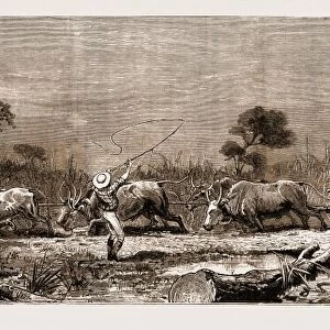 The War in the Transvaal, South Africa, 1881: the Transport Difficulty: a Bullock