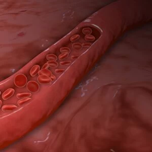 Artery cross section with red blood cell flow