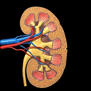 Cross section of human kidney on black background