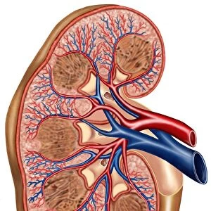 Cross section of internal anatomy of kidney