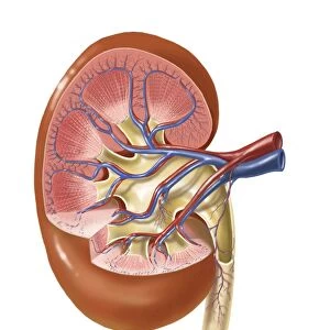 Interior detail of human kidney