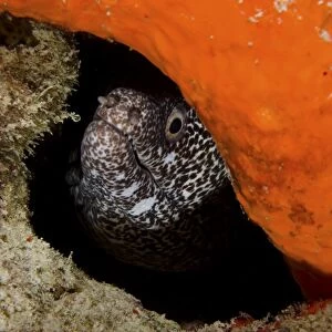 Moray eel peeking its head through a reef in Curacao